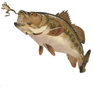 Bass eating Frog